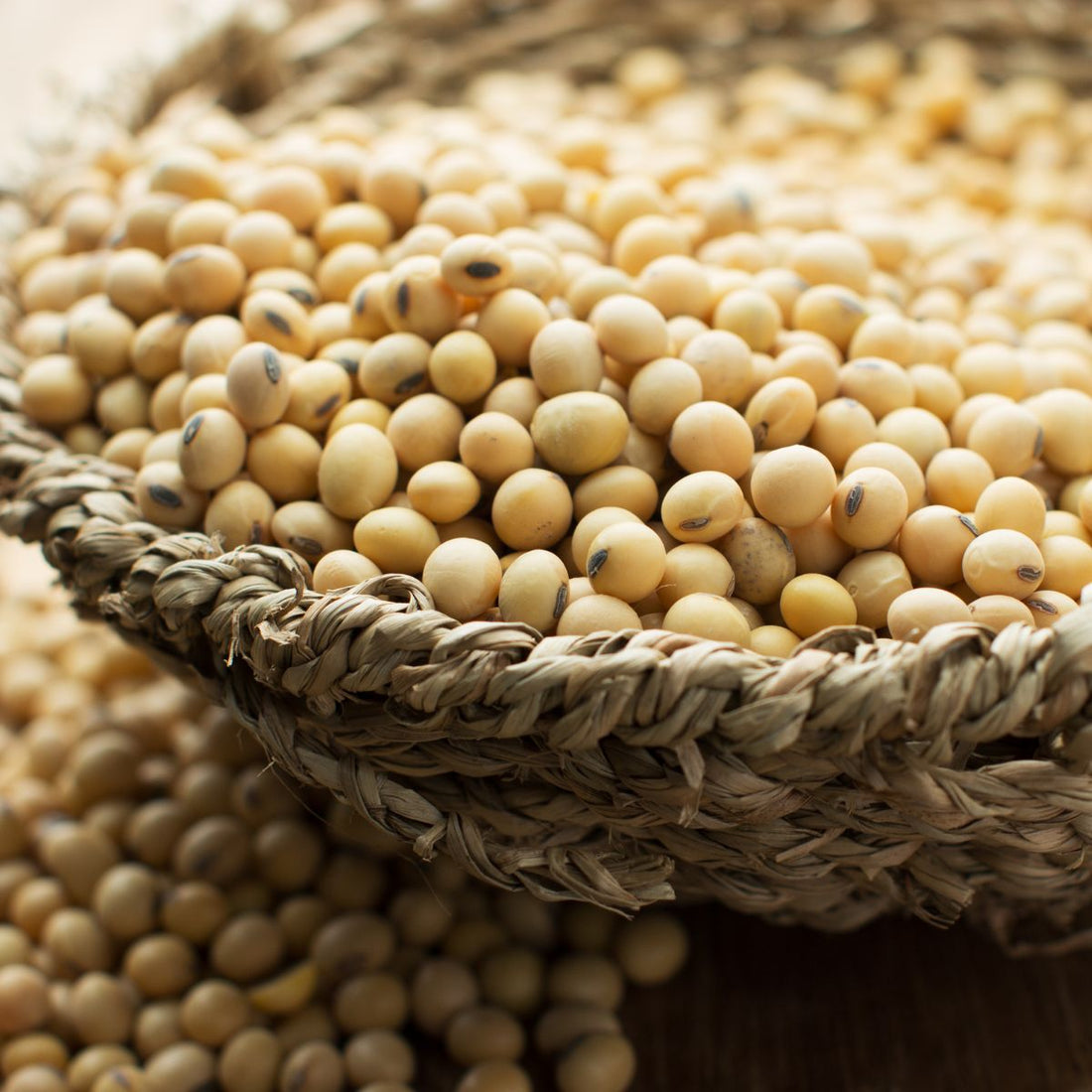 Soy Beans to Make Soy Wax
