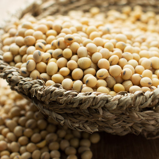 Soy Beans to Make Soy Wax