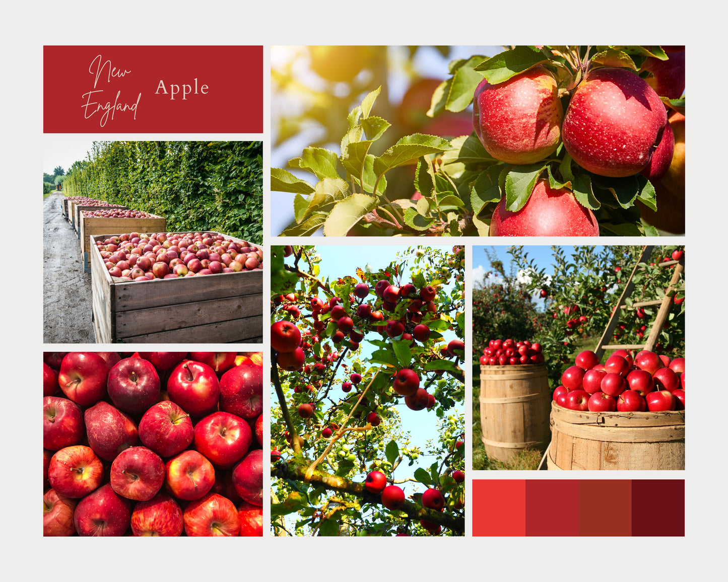 Collage of images to show the scents of our New England Apple Non-Toxic, Phthalate Free, Soy Candles