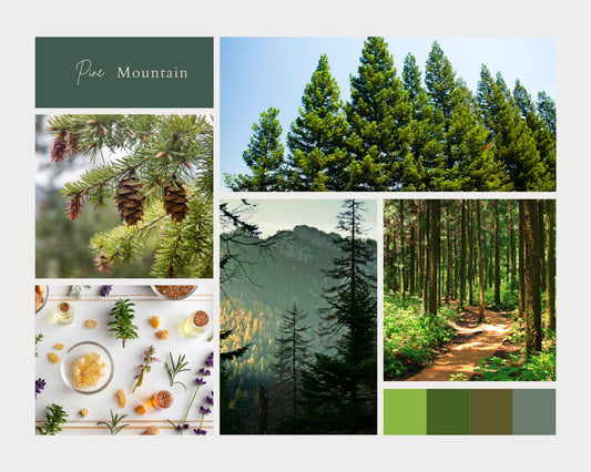 Collage of pine trees and forest scenes with a color palette on a white background.